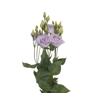 Эустома Алисса 2 Лаванда [1000 драже] - ООО «Семена Тут»