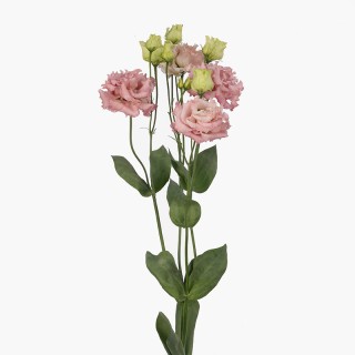 Эустома Алисса Пинк флэш [100 драже] - ООО «Семена Тут»