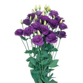 Эустома Мариачи 2 Блю [1000 драже] - ООО «Семена Тут»