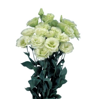 Эустома Мариачи 2 Лайм Грин [1000 драже] - ООО «Семена Тут»