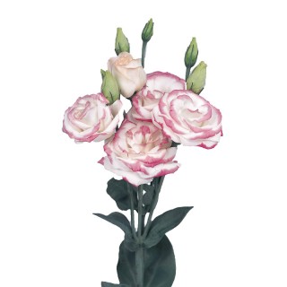 Эустома Розита 2 Хот Липс [1000 драже] - ООО «Семена Тут»