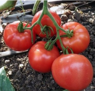 img-0: Томат Львович F1 - ООО «Семена Тут»