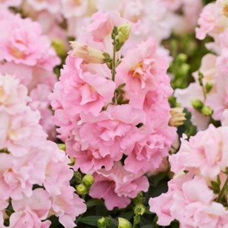 img-0: Львиный зев махровый Твинни Эпплблоссом [100 шт] - ООО «Семена Тут»