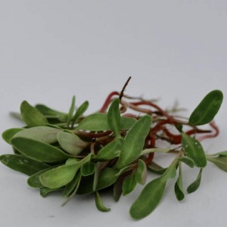 Мангольд зеленый Малахит МЗ - ООО «Семена Тут»