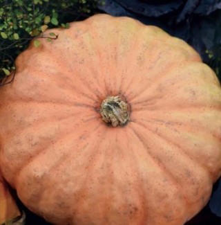 img-0: Тыква крупноплодная Масляный король - ООО «Семена Тут»