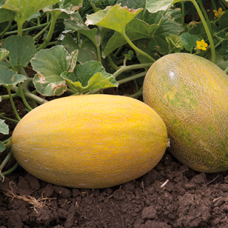 Дыня Мазурка F1 - ООО «Семена Тут»