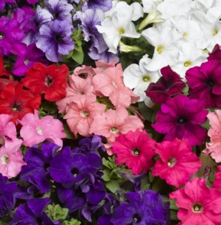 Петуния грандифлора Фалькон Микс - ООО «Семена Тут»