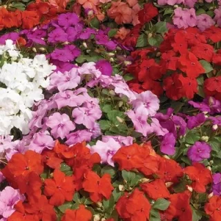 img-0: Бальзамин Акцент Премиум Микс [1000 шт] - ООО «Семена Тут»