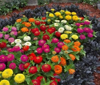 img-1: Цинния Прециоза Премиум микс [100 шт] - ООО «Семена Тут»