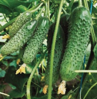 img-0: Огурец Муссон F1 - ООО «Семена Тут»