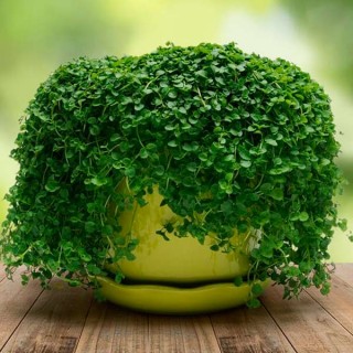 Мята Мини Минт  - ООО «Семена Тут»