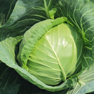 img-0: Капуста белокочанная Нахаленок - ООО «Семена Тут»