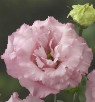 img-1: Эустома Корелли 2 Пинк [1000 драже] - ООО «Семена Тут»