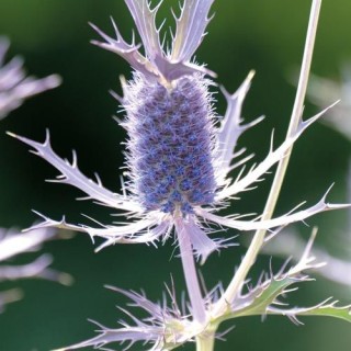 img-1: Синеголовник Пурпл Шин [1000 шт] - ООО «Семена Тут»