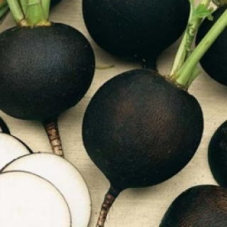 Редька Ночка [фракция 3,0-4,0 мм] - ООО «Семена Тут»