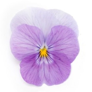 img-1: Виола рогатая Флорал Пауэр F1 Пинк Бикон [1000 шт] - ООО «Семена Тут»