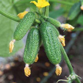 img-0: Огурец Атос F1 - ООО «Семена Тут»