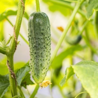 img-0: Огурец Аргумент F1 - ООО «Семена Тут»