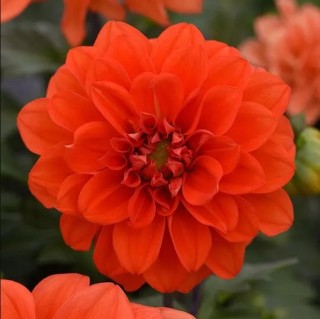 img-0: Георгина Фигаро Оранж Шейдес [5000 шт] - ООО «Семена Тут»