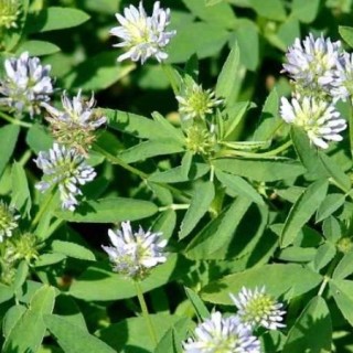 img-0: Пажитник Фенугрик - ООО «Семена Тут»