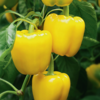 Перец Люмос F1 - ООО «Семена Тут»