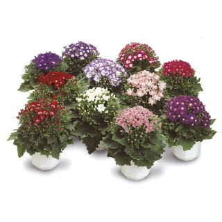 img-1: Цинерария гибридная Стар Вос Микс [1000 шт] - ООО «Семена Тут»