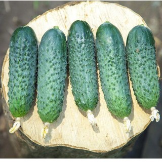 img-0: Огурец Пэшн F1 - ООО «Семена Тут»