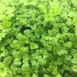 img-0: Сельдерей Потенциал листовой МЗ - ООО «Семена Тут»