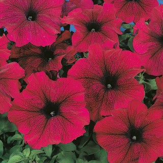 Петуния грандифлора Фалькон Бургунди [5000 шт] - ООО «Семена Тут»