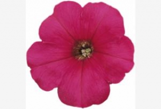 Петуния мультифлора Мерлин Роуз - ООО «Семена Тут»