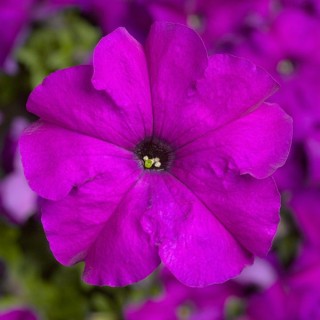 Петуния грандифлора Тритуния Виолет [1000 драже] - ООО «Семена Тут»