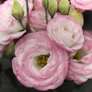 img-0: Эустома Крома 3 Пинк Пикоти [1000 драже] - ООО «Семена Тут»