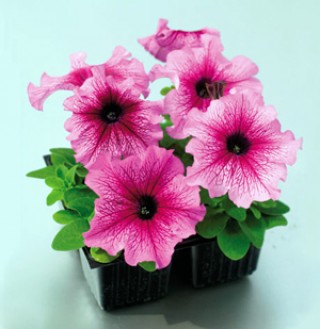 Петуния грандифлора Танго Плам [1000 драже] - ООО «Семена Тут»
