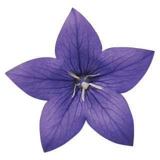 img-0: Платикодон Астра Блю [100 шт] - ООО «Семена Тут»