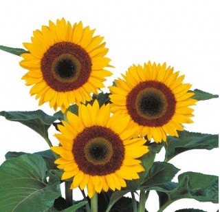 Подсолнечник Полленлес Санбрайт суприм [10000 шт] - ООО «Семена Тут»