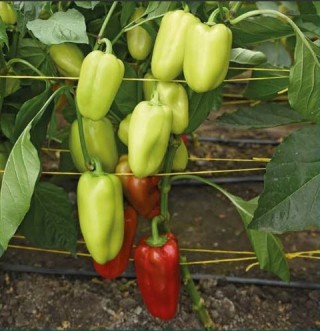 Перец Поиск 20 (инкруст. семена) - ООО «Семена Тут»