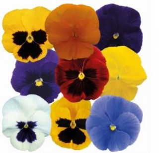 Виола крупноцветковая Премьер Спринг Микс [1000 шт] - ООО «Семена Тут»