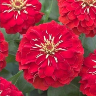 img-0: Цинния Прециоза Ред [100 шт] - ООО «Семена Тут»