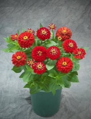 img-1: Цинния Прециоза Ред [100 шт] - ООО «Семена Тут»