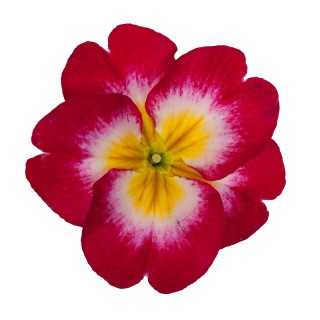 img-0: Примула Данесса Роуз Биколор [1000 шт] - ООО «Семена Тут»