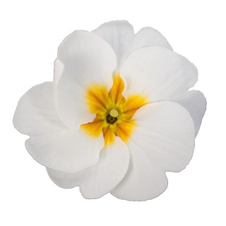 Примула Данесса Вайт [100 шт] - ООО «Семена Тут»