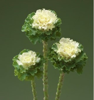 Капуста декоративная Крейн Раффл Вайт [1000 шт] - ООО «Семена Тут»