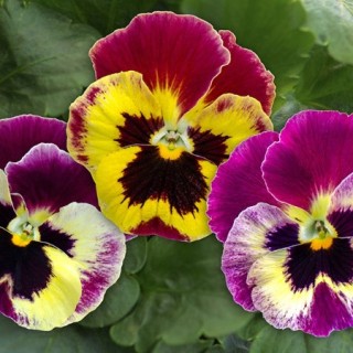 Виола крупноцветковая Селло Распберри Сюрприз [1000 шт] - ООО «Семена Тут»