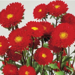 Астра Мацумото Ред  - ООО «Семена Тут»