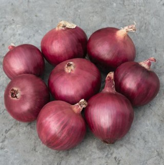 Лук репчатый Ред Булл F1 - ООО «Семена Тут»