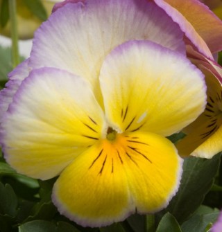 img-1: Виола крупноцветковая Ультима Редиенс Лилак [1000 шт] - ООО «Семена Тут»