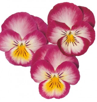 Виола крупноцветковая Ультима Редиенс Пинк [1000 шт] - ООО «Семена Тут»