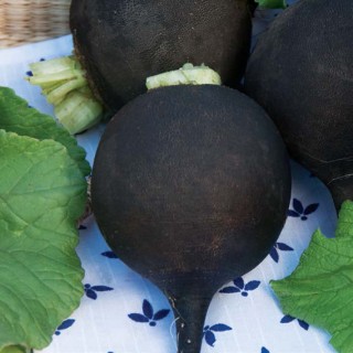 Редька Ночка - ООО «Семена Тут»