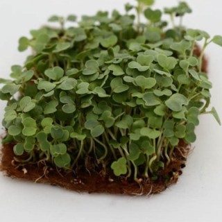 img-0: Репа желтая Диско МЗ - ООО «Семена Тут»