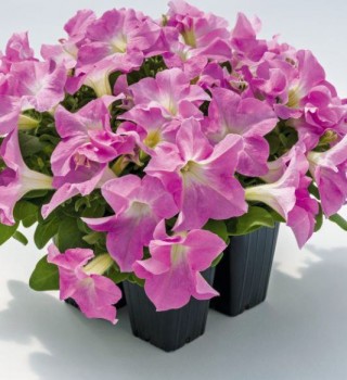 img-0: Петуния грандифлора Саксесс Эйч Ди Лайт Пинк [1000 драже] - ООО «Семена Тут»